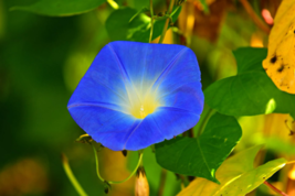 150 Heavenly Blue Morning Glory Ipomoea tricolor seeds  - £4.71 GBP