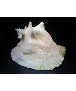 Large conch marine shell tropical 11 x 8&quot; aquarium decor - $169.72 CAD