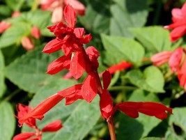 VP Scarlet Sage (Lady-In-Red / Red Texas Sage) Salvia Coccinea Flower 400 Seeds - £3.85 GBP