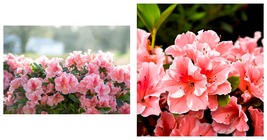 Azalea Deciduous Encore Autumn Sunburst Well Rooted Starter Plant - £50.31 GBP