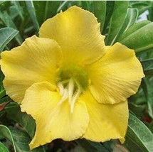 1PC Desert Rose Fully Yellow Single Flowers - £7.54 GBP