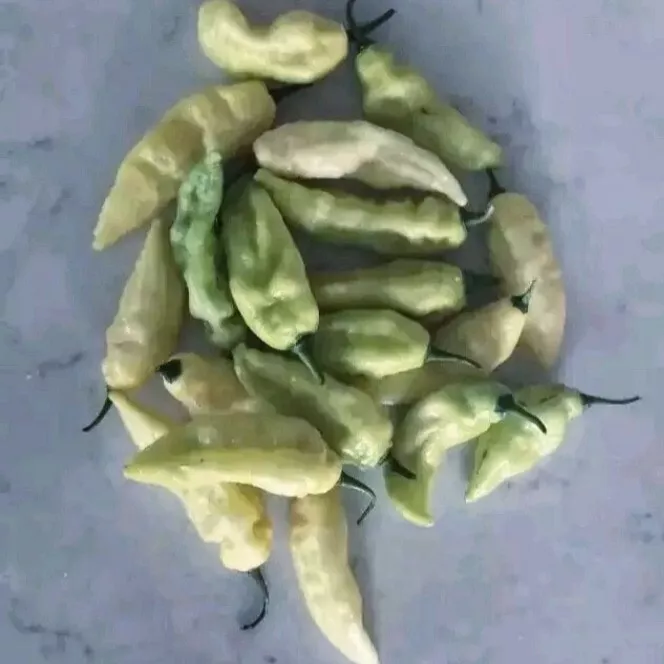 FARM White Ghost Superhot Pepper 20 Seeds Extremely Heavy Producer Bulk ... - $13.70 CAD
