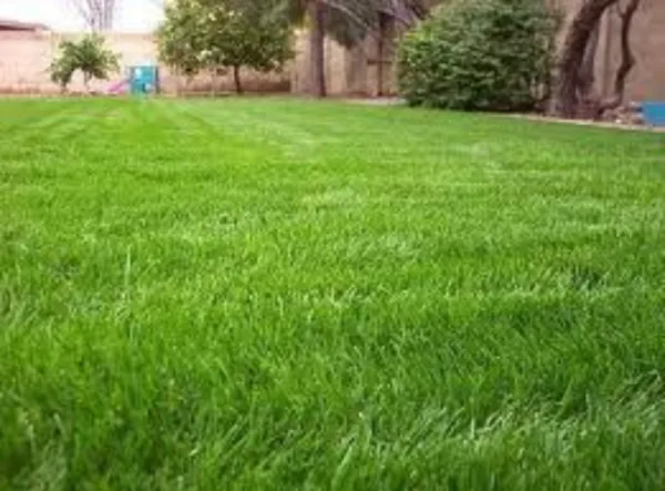 Annual Rye Grass 1 Lb Pack Grass Cool Season Gulf Rye Grass Fresh Seeds - £29.87 GBP