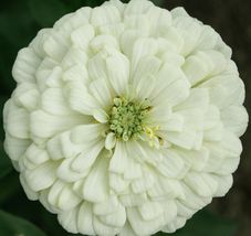 100 WHITE ZINNIA FLOWER SEEDS POLAR BEAR GARDEN bees BIRDS ANNUAL - £4.22 GBP