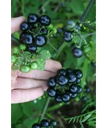 Garden Huckleberry - Solanum melanocerasum - 20+ Seeds - So 032 - £1.58 GBP