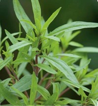 500 Summer Savory Herb Flower Seeds Non Gmo Organic Open Pollinated - $6.00