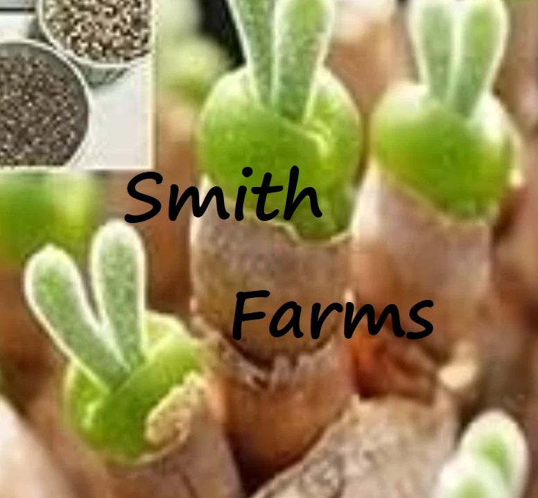 25+ Seeds Rabbit Ears Green Succulent Cactus AKA Monilaria Obconica - $6.94