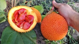 KKG Momordica Cochinchinensis 2 Seeds Edible Gac Fruit Vine Spiny Bitter... - $8.89