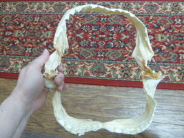 (SJ20-7-35) 10&quot; BRAMBLE SHARK Jaw Rare Jaws Prickly Sharks - $85.07