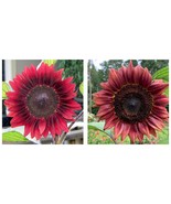 50 Seeds Procut Red Sunflower Seeds Fresh Garden - $24.99