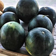 Sugar Baby Watermelon Fruit Citrullus Lanatus Seeds Garden - £9.63 GBP