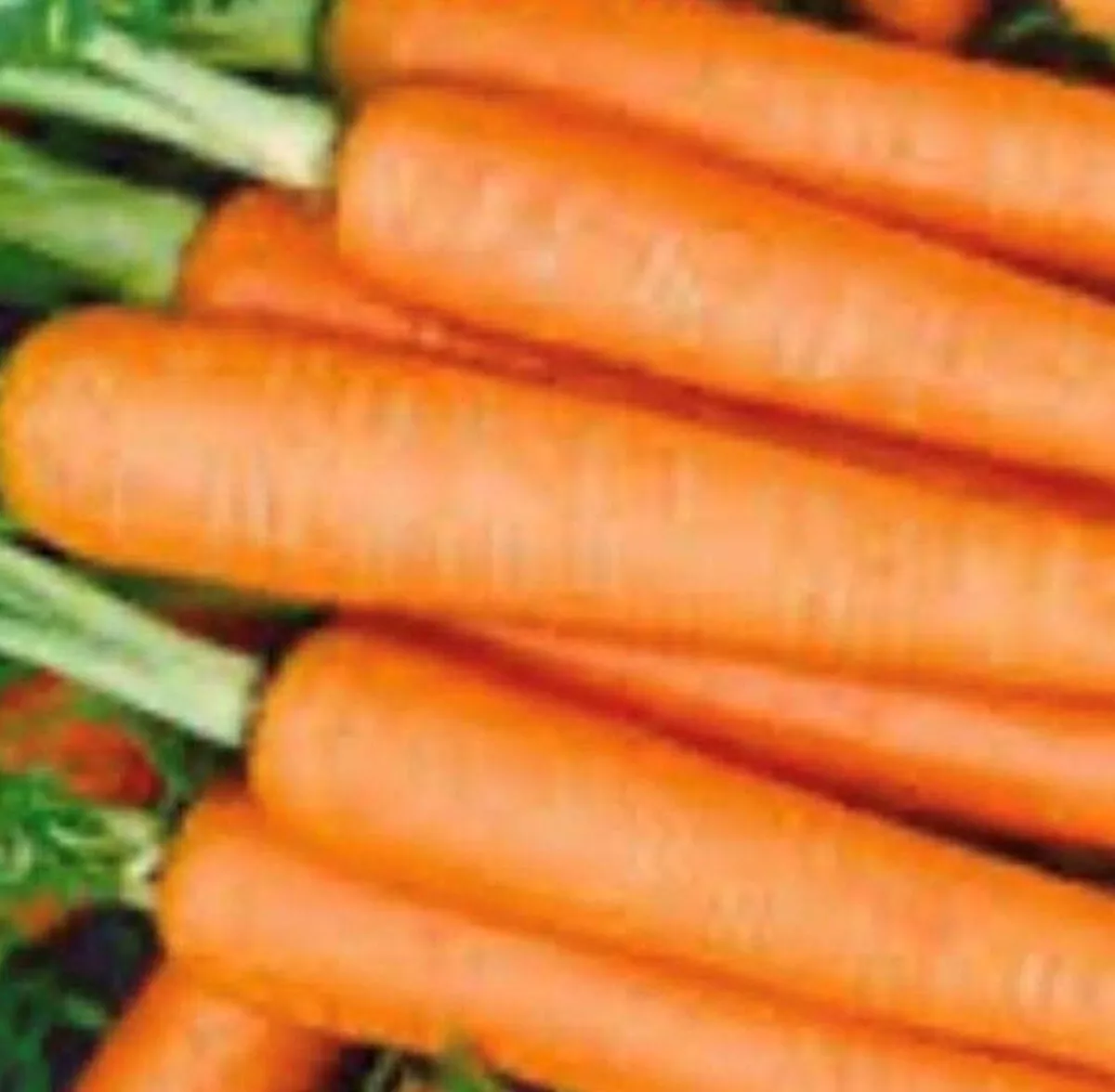 BPASTORE 150 Tendersweet Carrot Non-Gmo Carrot Fresh Heirloom Seeds Online - $9.74