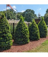 Oakland Holly Live Evergreen Tree In 2.5In Pot Hardy Holly Shrub With Be... - $1,067.34 MXN