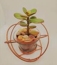 Baby Jade Succulent in Rose Gold Planter, Crassula Plant, Metal Glass Pot, 4" image 4