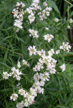 BStore 400 Seeds Hairy Mountain Mint Pycnanthemum Pilosum Herb Flower - £7.47 GBP