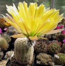 50 Seeds Echinocereus dasyacanthus Cactus - £10.31 GBP