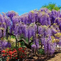 Blue Moon Wisteria Macrostachys Tree Well Rooted Starter Plant Beautiful Garden  - £45.72 GBP