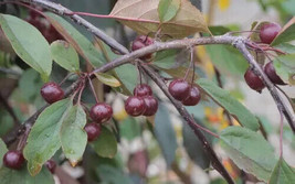 25 seeds Royal Beauty Crabapple Quick Bloom Miracle Packs - $11.48