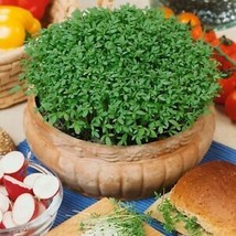 Pepper Cress Seedsfast Quarter Gram 200 Seeds Herbs Fresh Garden - £6.37 GBP