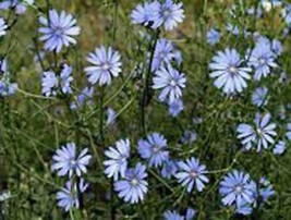 Bluest Blue Chicory 100+ Seeds Organic, Beautiful Blue Cut Flower - £1.98 GBP