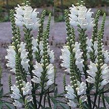 Sale 50 Seeds White Showy Obedient Plant (False Dragon Head) Physostegia Angusti - £7.88 GBP