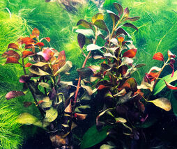 "Ludwigia Palustris Red  - Vibrant Aquarium Live Plant" Aquascaping - $4.94