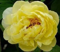 5 Heirloom Red Yellow Double Blooms Peony Tree Fragrant Flower Seeds - $10.11