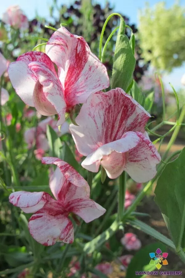 US Seller 50 Turral&#39;S America Merly America Sweet Pea Seeds New Fresh - £4.23 GBP