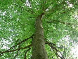 American Beech (fagusgrandifolia) quart pot image 2