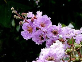 Sale 35 Seeds Lilac Crepe Myrtle Crape Tree Shrub Lagerstroemia Indica Flower US - $9.90