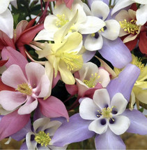 Mix Dragonfly Columbine Seeds Aquilegia Flower Caerulea Seed Purple 15 Seeds/Ts - $8.35