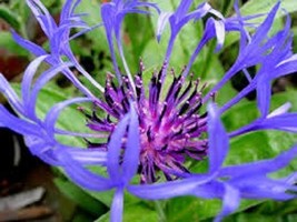 FG 35 + Centaurea Montana/Bleuet/Bachelor&#39;S Fantasie Bouton Semences Florales / - £11.88 GBP