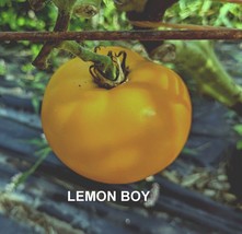 Seeds -Yellow Lemon Colored Tomato -3 varieties- Lemon Boy, Lemon Tree, Taxi - $6.85+