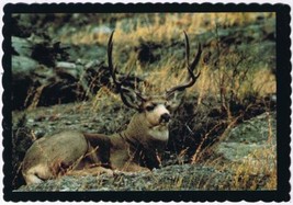 Postcard Massive Muley Buck Rocky Mountains - $2.96