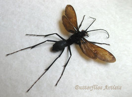 Giant Tarantula Hawk Wasp Pepsis Heros Real Framed Entomology Shadowbox - £148.20 GBP