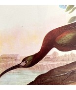 Glossy Ibis Bird 1946 Color Art Print John James Audubon Nature Antique ... - $605.77 MXN