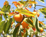 Persimmon Diospyros Virginian Native Edible Fruit Tree Seeds  - $7.49