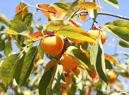 Persimmon Diospyros Virginian Native Edible Fruit Tree Seeds  - £5.97 GBP