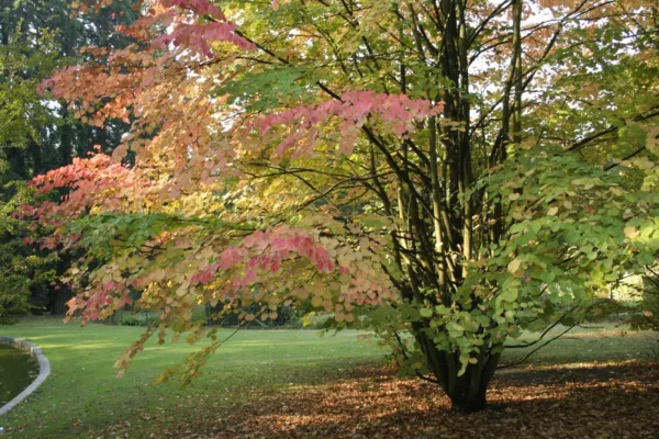 US Seller Japanese Katsura Cercidiphyllum Japonicum 50 Seeds Fast Shipping - $11.00