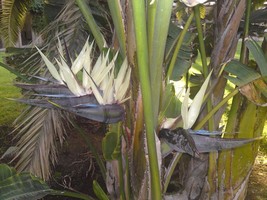 Bloomys Bird Of Paradise Giant White Flower House Plant 7 Seeds - £8.01 GBP