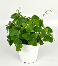 FREE SHIPPING Shamrock Oxalis Triangularis Good Luck Houseplant, 4” Pot - £27.51 GBP