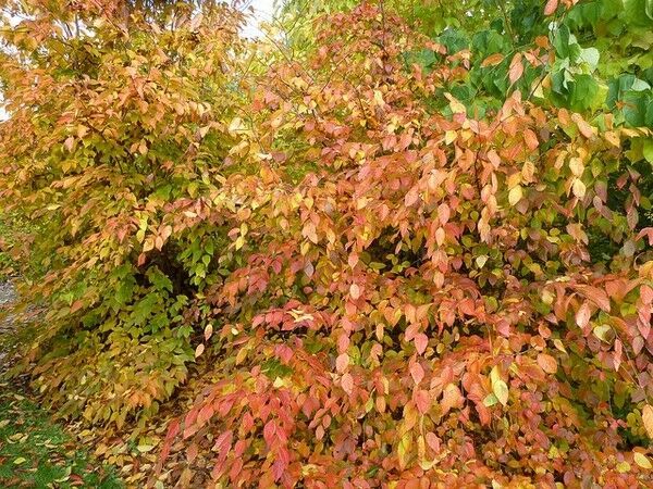 Live American Hornbeam Tree Seedling (Carpinus Caroliniana) - 12-15" Tall - Potted In 4" Pot