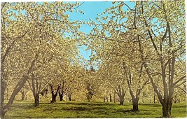 Flathead Cherry Orchards, Flathead Lake, Montana, vintage postcard - £9.43 GBP