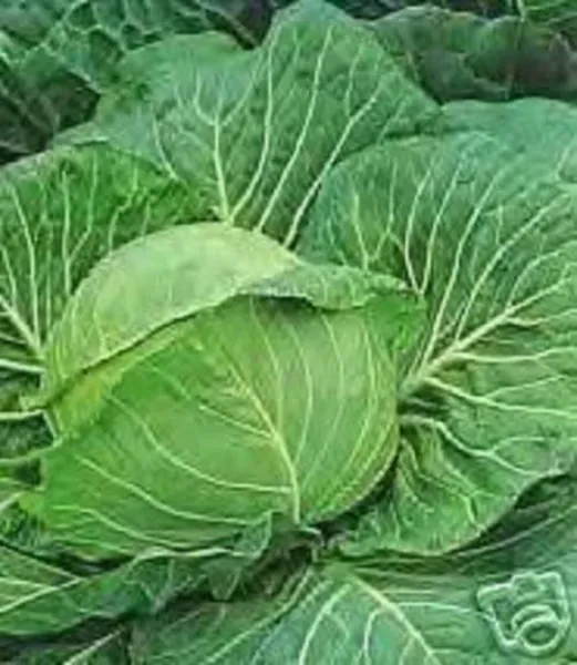 Top Seller 500 Danish Ballhead Cabbage Brassica Oleracea Capitata Vegeta... - $14.60