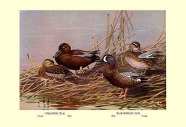 Cinnamon and Blue-Winged Teals 20 x 30 Poster - £20.76 GBP