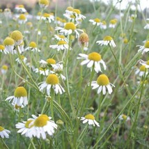 USA SELLER German Chamomile Herb Edible Flowers Garden - £13.65 GBP