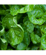 KKG 200 Perpetual Swiss Chard Seeds Non-Gmo Salad Greens Basically Spina... - $12.65