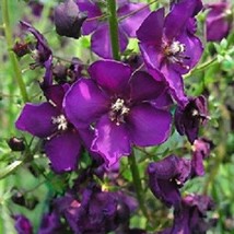 50 Verbascum Violetta Deer Resistant Perennial Flower Seeds Gardening US... - £9.97 GBP