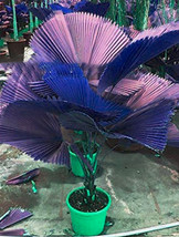100 pcs Purple Travelers Palm Flores Seeds FRESH SEEDS - £5.98 GBP