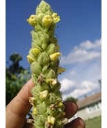 50 Great Mullein Seeds Verbascum Thapsus Up To A 5 Foot Tall Flower Fres... - $6.40